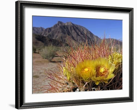 Blooming Barrel Cactus at Anza-Borrego Desert State Park, California, USA-Kymri Wilt-Framed Photographic Print