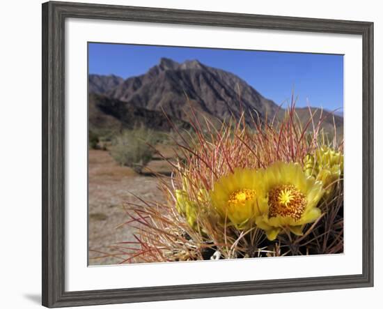 Blooming Barrel Cactus at Anza-Borrego Desert State Park, California, USA-Kymri Wilt-Framed Photographic Print