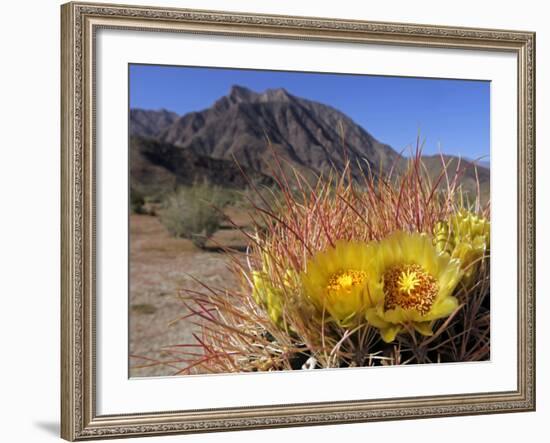 Blooming Barrel Cactus at Anza-Borrego Desert State Park, California, USA-Kymri Wilt-Framed Photographic Print