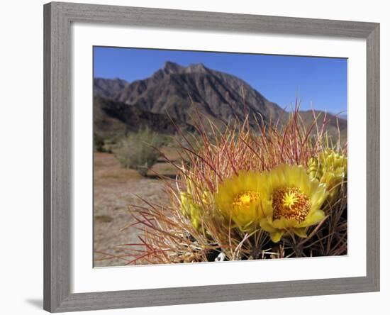 Blooming Barrel Cactus at Anza-Borrego Desert State Park, California, USA-Kymri Wilt-Framed Photographic Print