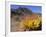 Blooming Barrel Cactus at Anza-Borrego Desert State Park, California, USA-Kymri Wilt-Framed Photographic Print