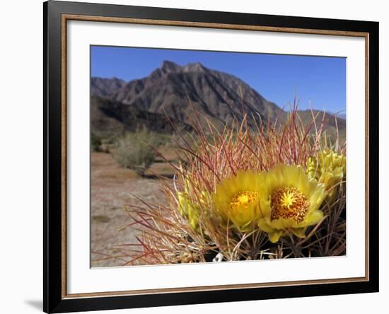 Blooming Barrel Cactus at Anza-Borrego Desert State Park, California, USA-Kymri Wilt-Framed Photographic Print