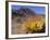 Blooming Barrel Cactus at Anza-Borrego Desert State Park, California, USA-Kymri Wilt-Framed Photographic Print