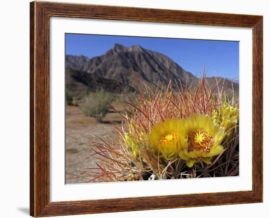 Blooming Barrel Cactus at Anza-Borrego Desert State Park, California, USA-Kymri Wilt-Framed Photographic Print