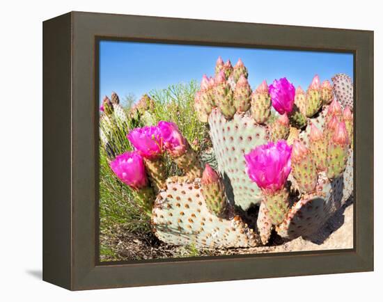 Blooming Beavertail Cactus in Mojave Desert.-Anton Foltin-Framed Premier Image Canvas