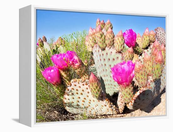 Blooming Beavertail Cactus in Mojave Desert.-Anton Foltin-Framed Premier Image Canvas