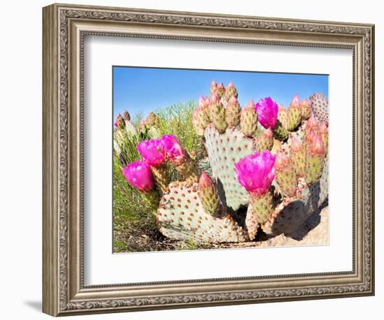 Blooming Beavertail Cactus in Mojave Desert.-Anton Foltin-Framed Photographic Print