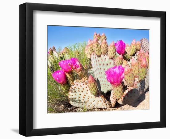 Blooming Beavertail Cactus in Mojave Desert.-Anton Foltin-Framed Photographic Print