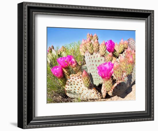 Blooming Beavertail Cactus in Mojave Desert.-Anton Foltin-Framed Photographic Print