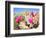 Blooming Beavertail Cactus in Mojave Desert.-Anton Foltin-Framed Photographic Print