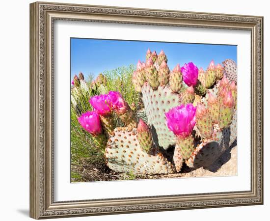 Blooming Beavertail Cactus in Mojave Desert.-Anton Foltin-Framed Photographic Print