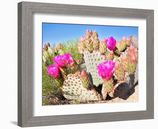 Blooming Beavertail Cactus in Mojave Desert.-Anton Foltin-Framed Photographic Print