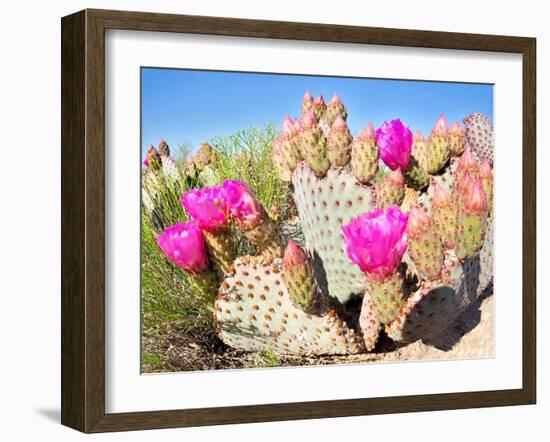 Blooming Beavertail Cactus in Mojave Desert.-Anton Foltin-Framed Photographic Print