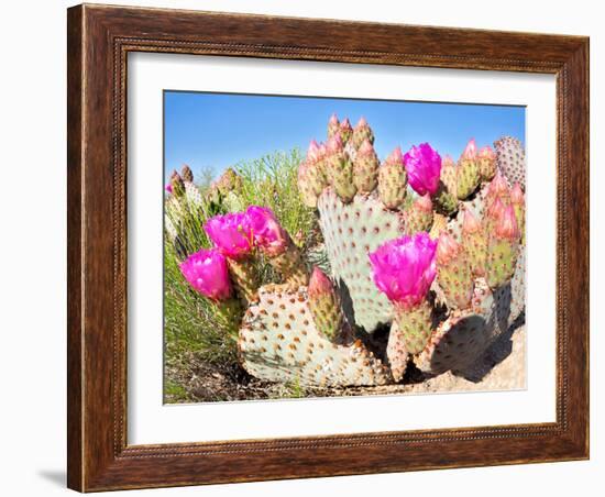 Blooming Beavertail Cactus in Mojave Desert.-Anton Foltin-Framed Photographic Print