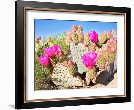 Blooming Beavertail Cactus in Mojave Desert.-Anton Foltin-Framed Photographic Print