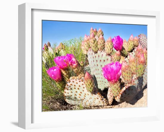 Blooming Beavertail Cactus in Mojave Desert.-Anton Foltin-Framed Photographic Print