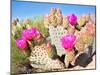 Blooming Beavertail Cactus in Mojave Desert.-Anton Foltin-Mounted Photographic Print