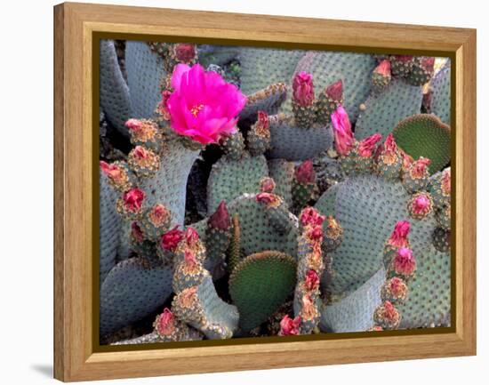 Blooming Beavertail Cactus, Joshua Tree National Park, California, USA-Janell Davidson-Framed Premier Image Canvas