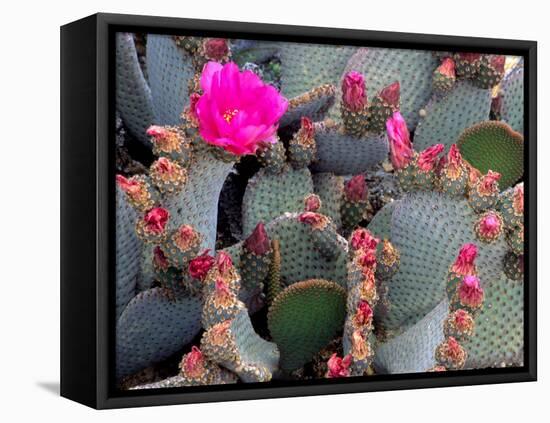 Blooming Beavertail Cactus, Joshua Tree National Park, California, USA-Janell Davidson-Framed Premier Image Canvas