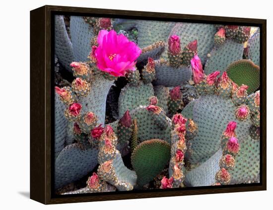 Blooming Beavertail Cactus, Joshua Tree National Park, California, USA-Janell Davidson-Framed Premier Image Canvas