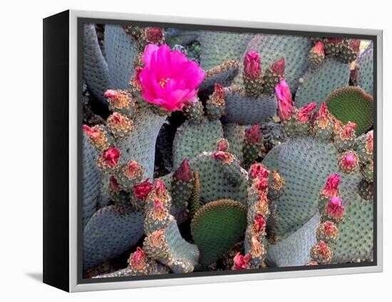 Blooming Beavertail Cactus, Joshua Tree National Park, California, USA-Janell Davidson-Framed Premier Image Canvas