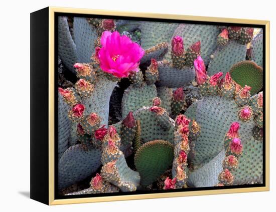 Blooming Beavertail Cactus, Joshua Tree National Park, California, USA-Janell Davidson-Framed Premier Image Canvas