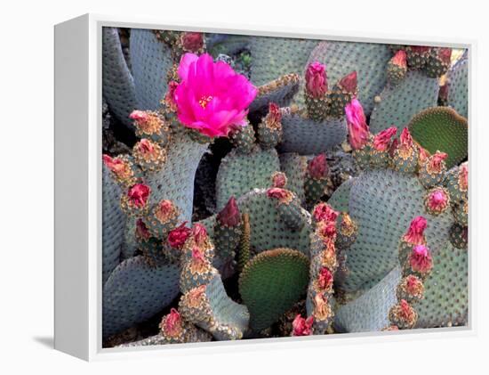 Blooming Beavertail Cactus, Joshua Tree National Park, California, USA-Janell Davidson-Framed Premier Image Canvas