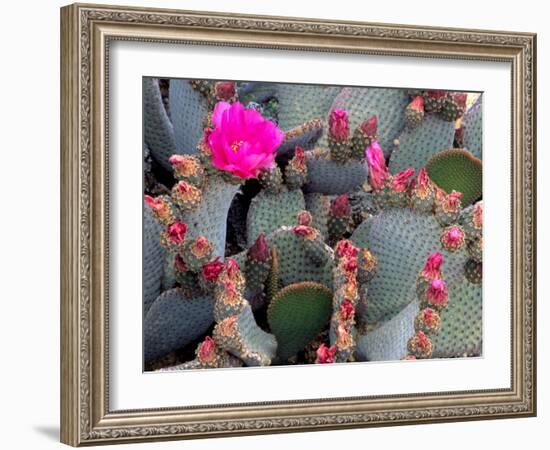 Blooming Beavertail Cactus, Joshua Tree National Park, California, USA-Janell Davidson-Framed Photographic Print