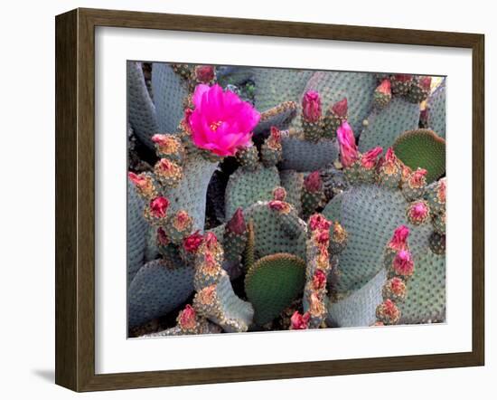 Blooming Beavertail Cactus, Joshua Tree National Park, California, USA-Janell Davidson-Framed Photographic Print