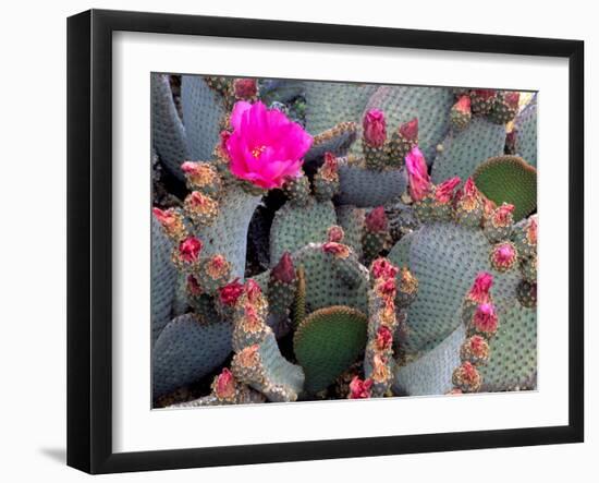 Blooming Beavertail Cactus, Joshua Tree National Park, California, USA-Janell Davidson-Framed Photographic Print