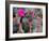 Blooming Beavertail Cactus, Joshua Tree National Park, California, USA-Janell Davidson-Framed Photographic Print