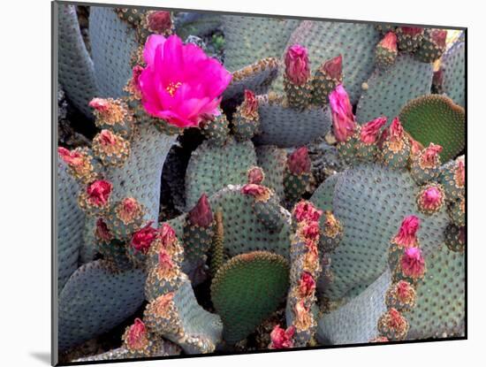 Blooming Beavertail Cactus, Joshua Tree National Park, California, USA-Janell Davidson-Mounted Photographic Print