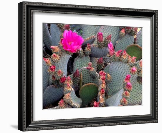 Blooming Beavertail Cactus, Joshua Tree National Park, California, USA-Janell Davidson-Framed Photographic Print