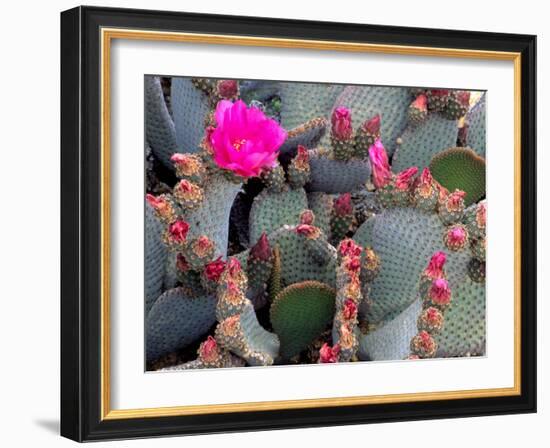 Blooming Beavertail Cactus, Joshua Tree National Park, California, USA-Janell Davidson-Framed Photographic Print