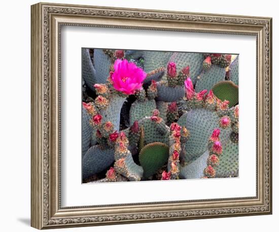 Blooming Beavertail Cactus, Joshua Tree National Park, California, USA-Janell Davidson-Framed Photographic Print