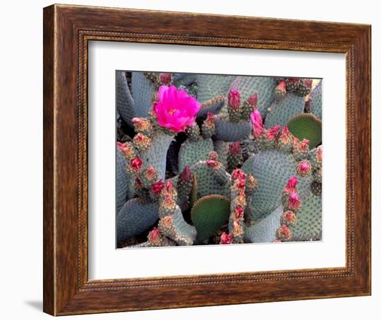 Blooming Beavertail Cactus, Joshua Tree National Park, California, USA-Janell Davidson-Framed Photographic Print