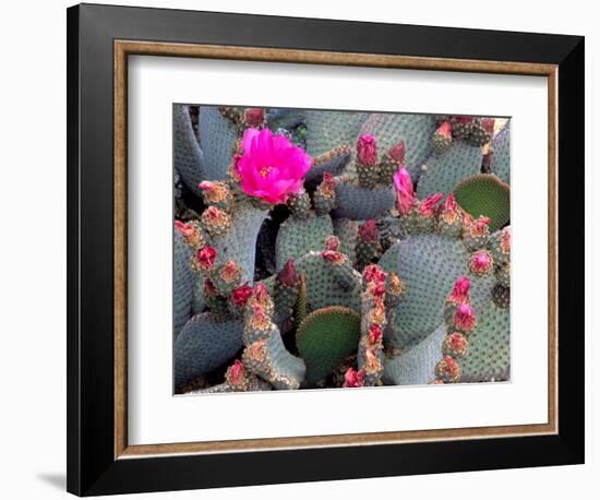 Blooming Beavertail Cactus, Joshua Tree National Park, California, USA-Janell Davidson-Framed Photographic Print