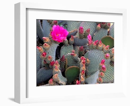 Blooming Beavertail Cactus, Joshua Tree National Park, California, USA-Janell Davidson-Framed Photographic Print