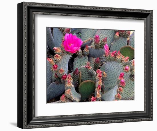 Blooming Beavertail Cactus, Joshua Tree National Park, California, USA-Janell Davidson-Framed Photographic Print