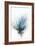 Blooming Blue Flower II-null-Framed Art Print