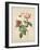 Blooming Buds-Rufus Coltrane-Framed Giclee Print