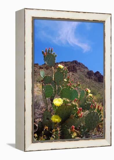 Blooming Cactus in Arizona Desert Mountains-Anna Miller-Framed Premier Image Canvas