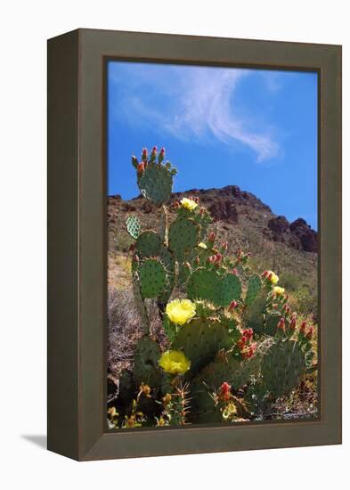 Blooming Cactus in Arizona Desert Mountains-Anna Miller-Framed Premier Image Canvas