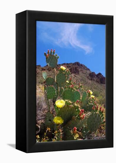 Blooming Cactus in Arizona Desert Mountains-Anna Miller-Framed Premier Image Canvas