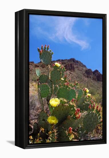 Blooming Cactus in Arizona Desert Mountains-Anna Miller-Framed Premier Image Canvas