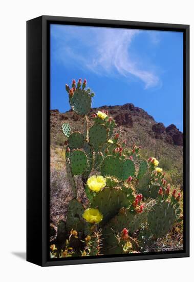 Blooming Cactus in Arizona Desert Mountains-Anna Miller-Framed Premier Image Canvas