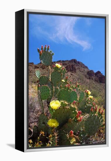 Blooming Cactus in Arizona Desert Mountains-Anna Miller-Framed Premier Image Canvas