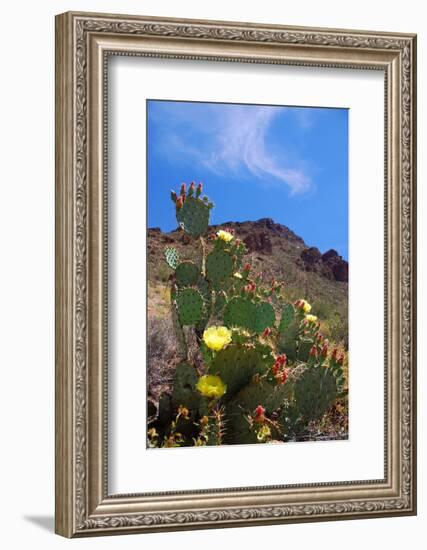 Blooming Cactus in Arizona Desert Mountains-Anna Miller-Framed Photographic Print