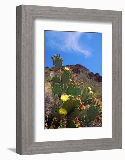 Blooming Cactus in Arizona Desert Mountains-Anna Miller-Framed Photographic Print