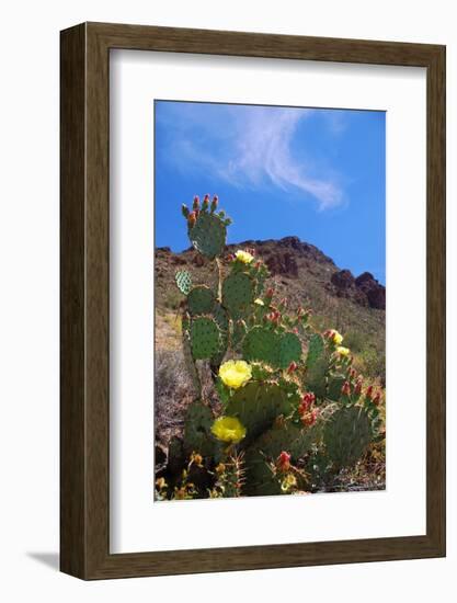 Blooming Cactus in Arizona Desert Mountains-Anna Miller-Framed Photographic Print